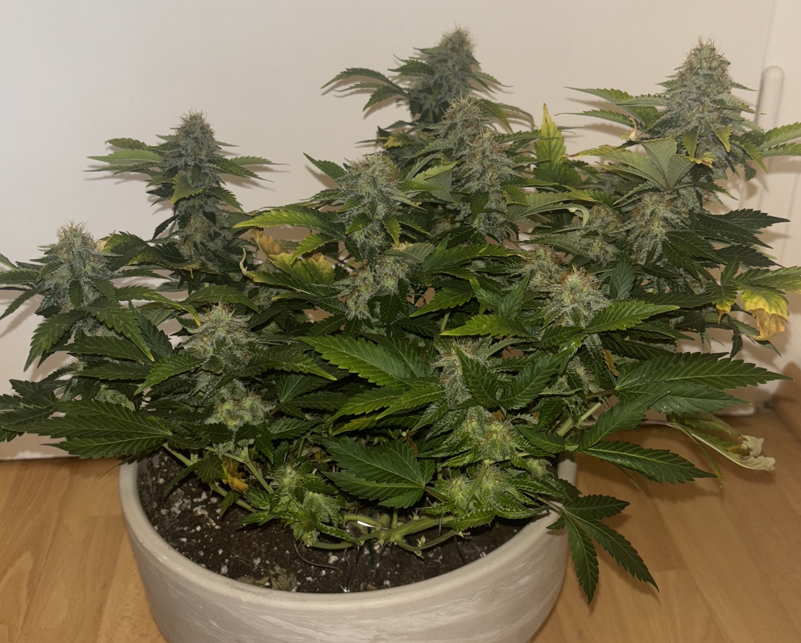 Girl Scout Cookies